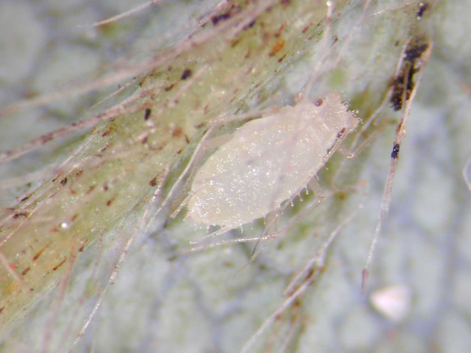 Close-up image of a strawberry aphid. Copyright NIAB EMR. 